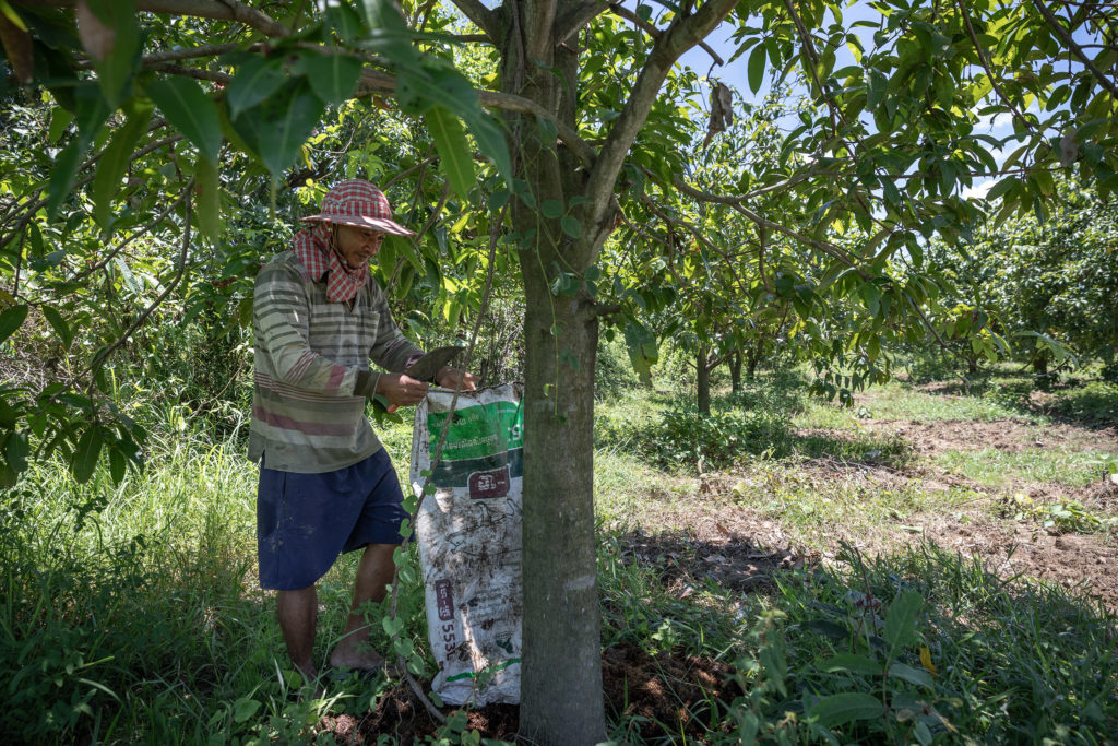 Mango exports boom in Cambodia, but farmers face challenges