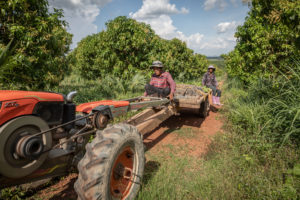 <p>Mango farmers Prum Ya (left) and Jeng Sam Ol transport saplings through the plantation they work on in Cambodia’s Kampong Speu province. The saplings will be planted on a newly cleared hillside that Ya says attracts a good amount of rainfall. (Image: <a href="https://www.rounryphotography.com">Roun Ry</a> / China Dialogue)</p>