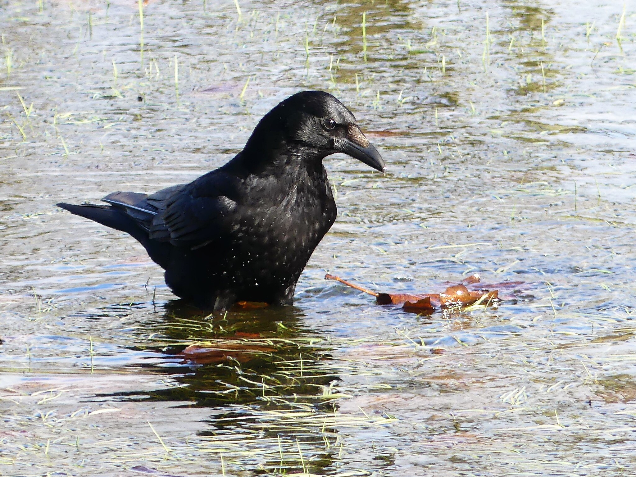 carrion crow