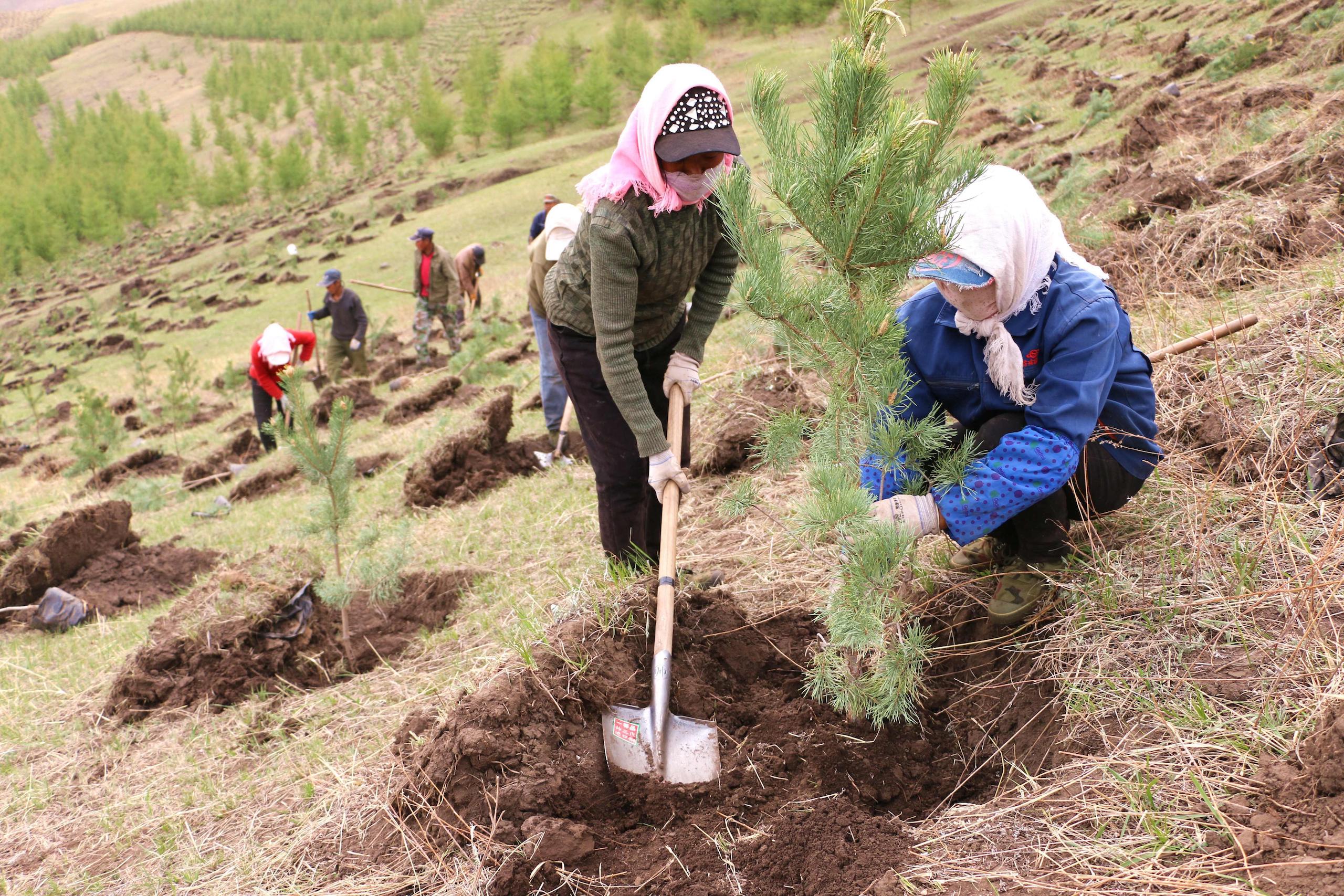 two women plant trees on a forested hill, Chengde city, north China's Hebei province