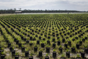 <p>印尼西加里曼丹的一个油棕苗圃。油棕的高单产常被作为其可持续性的标志，但这种观点并没有考虑为了种植油棕清伐热带森林和泥炭地造成的排放。图片来源：Ulet Ifansasti/绿色和平</p>