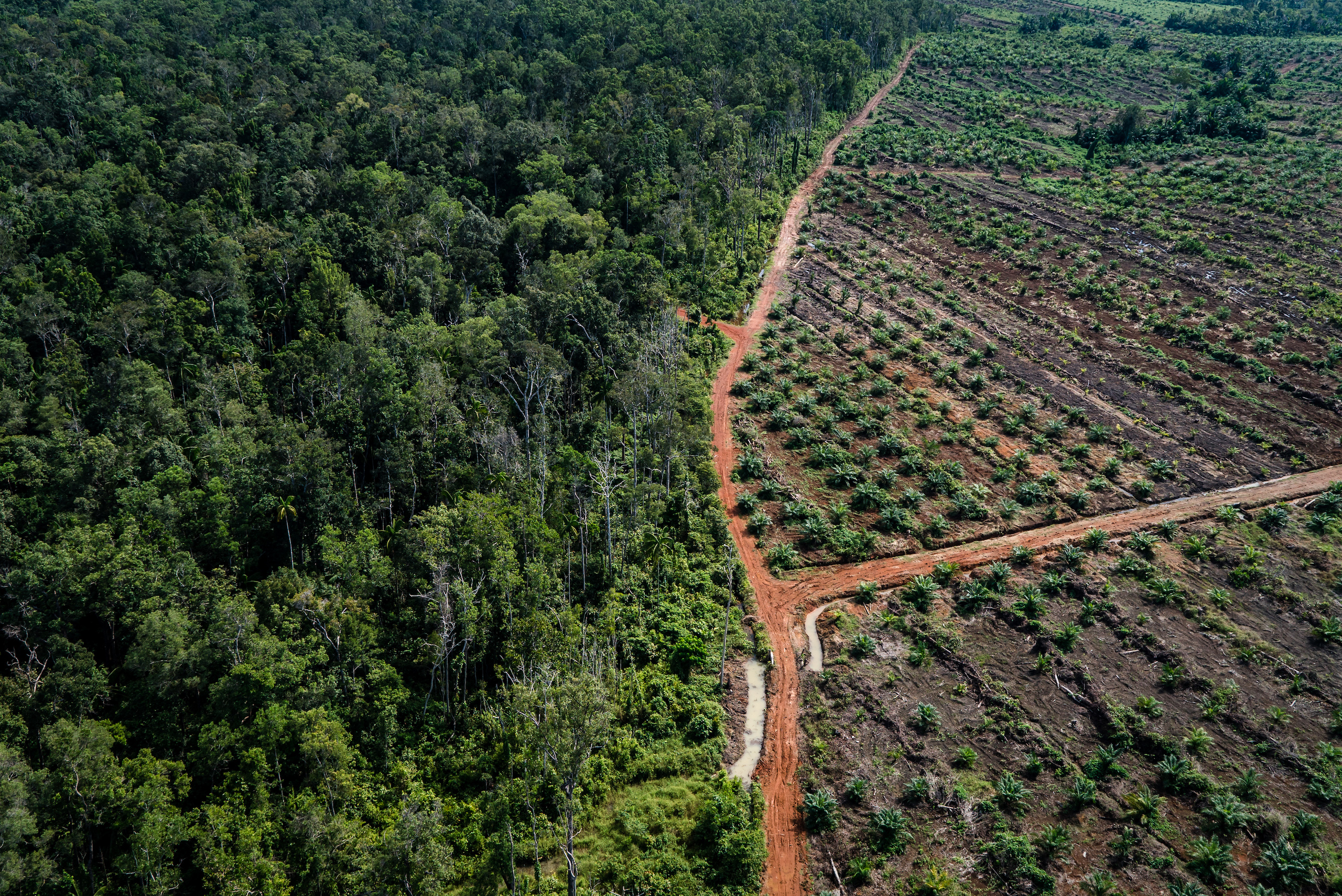 Aerial view of a palm oil plantation built in a cleared rainforest in Papua province, Indonesia