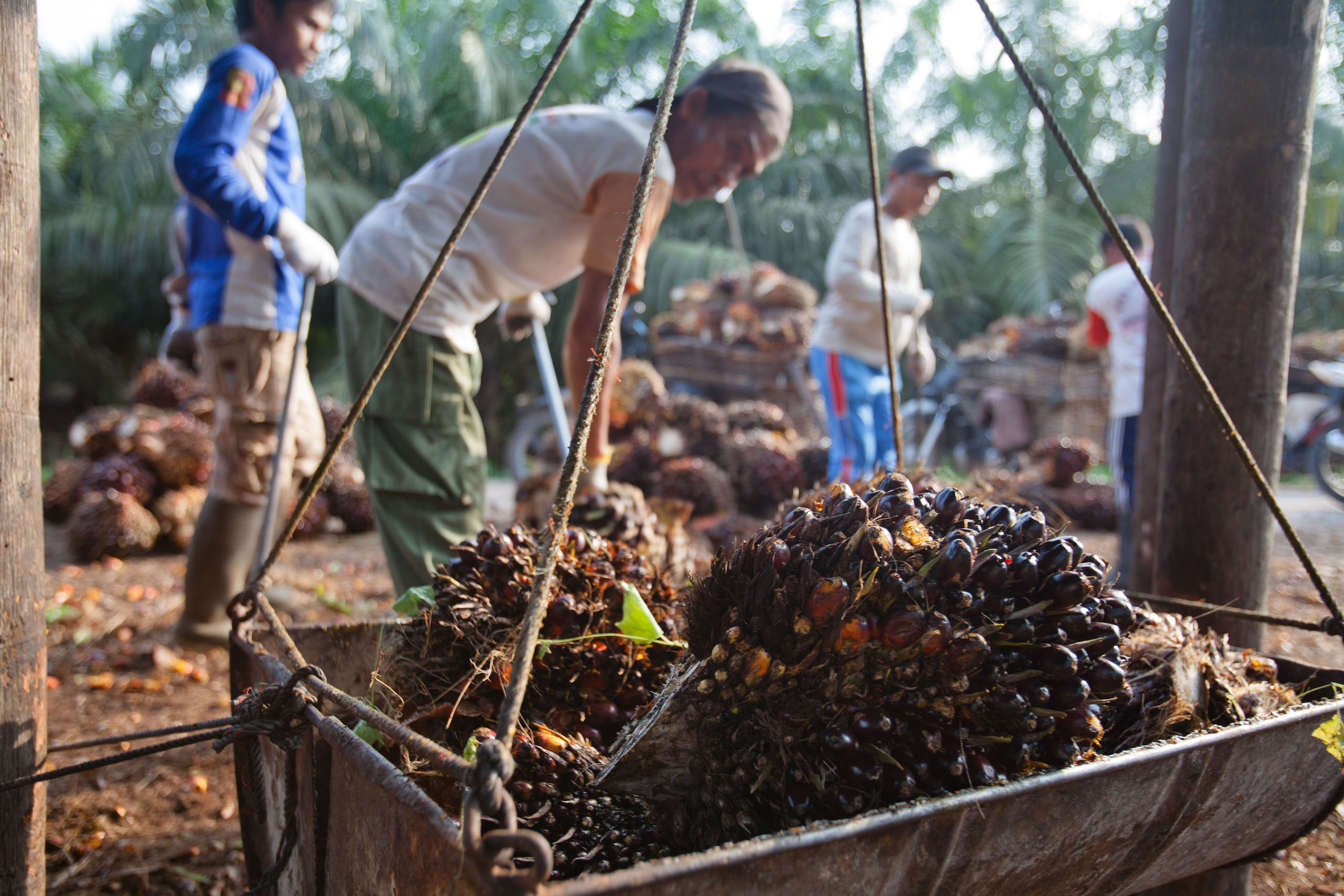 an oil palm fruit bunch on scales, in front of smallholders working in the background