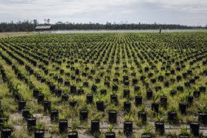 A field of oil palm seedlings