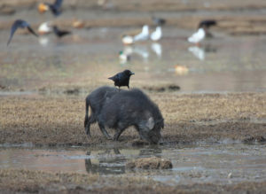 云南中甸纳帕海，一只大嘴乌鸦停留在野猪背上。图片来源：Dong Li / Alamy