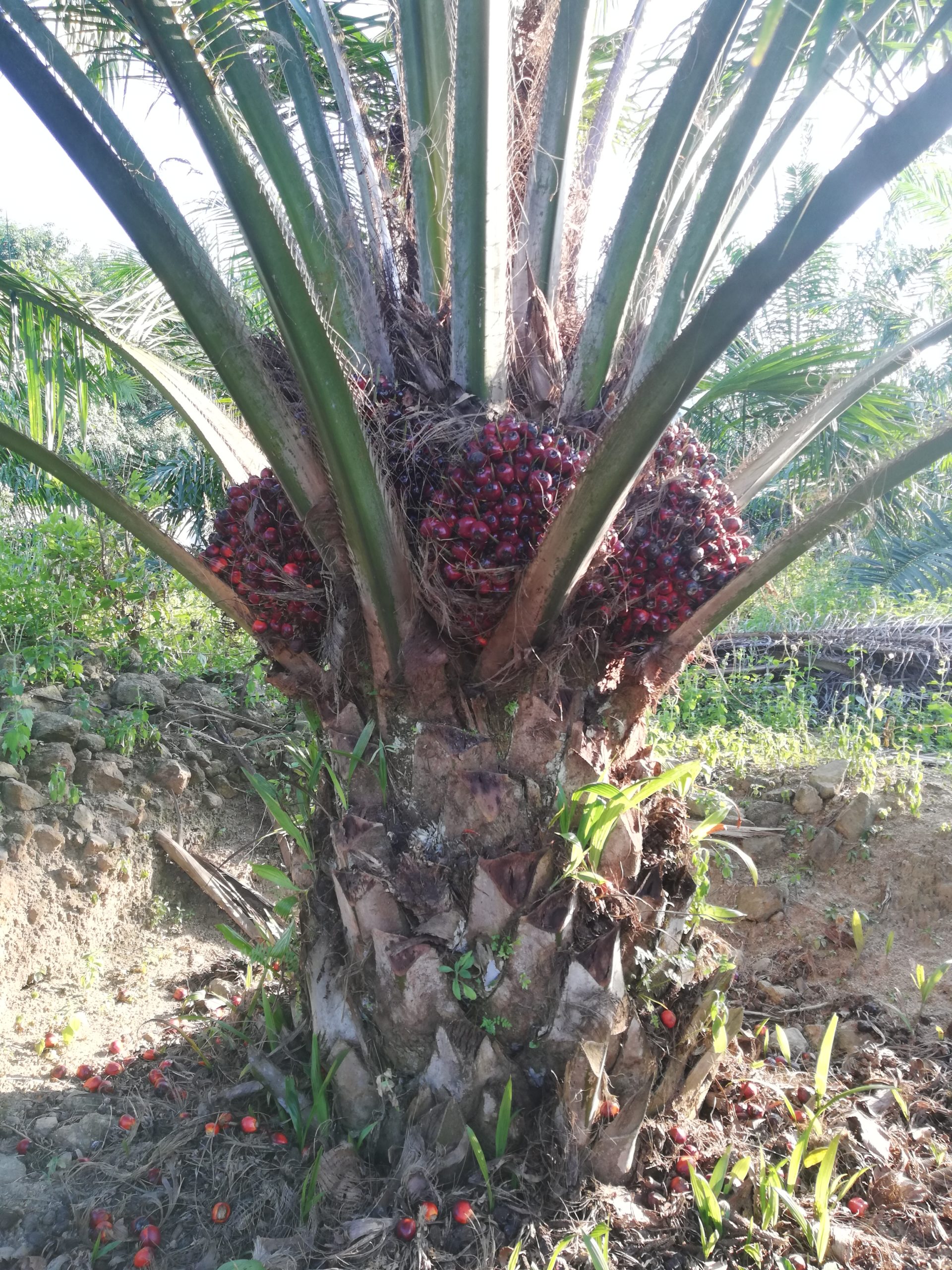 A single palm oil plant
