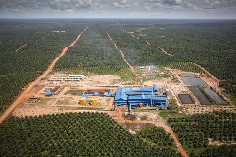 Mill surrounded by rows of oil palm trees