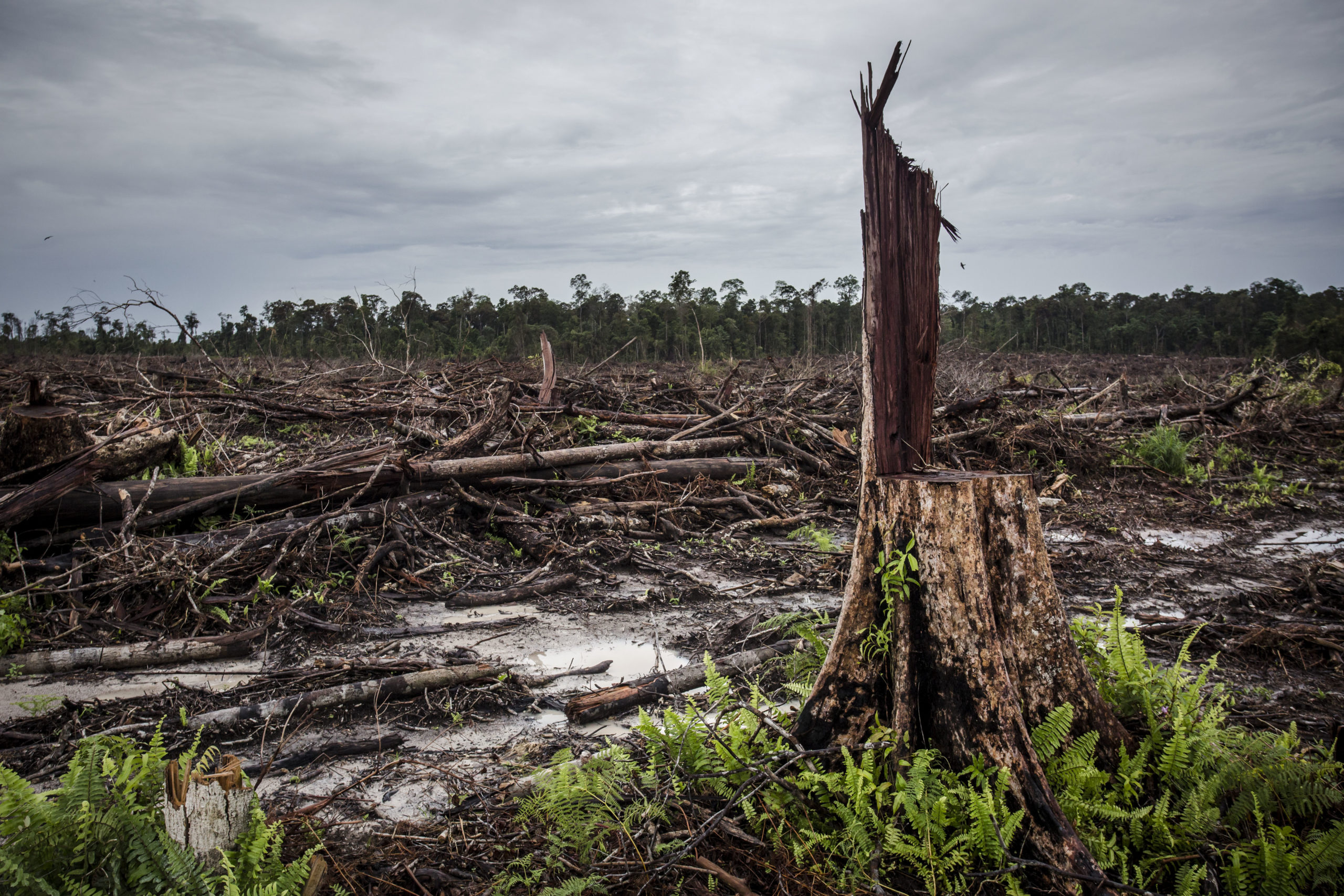 Охрана леса от вырубки