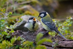 Small bird (Great tit) feeding a young bird on a root in a forest