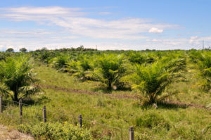 <p>A palm oil plantation in Meta province, Colombia. Nearly a third of the country’s production complies with sustainability certification. But it faces challenges to sustain and increase this proportion. (Image: Florian Kopp / Alamy)</p>