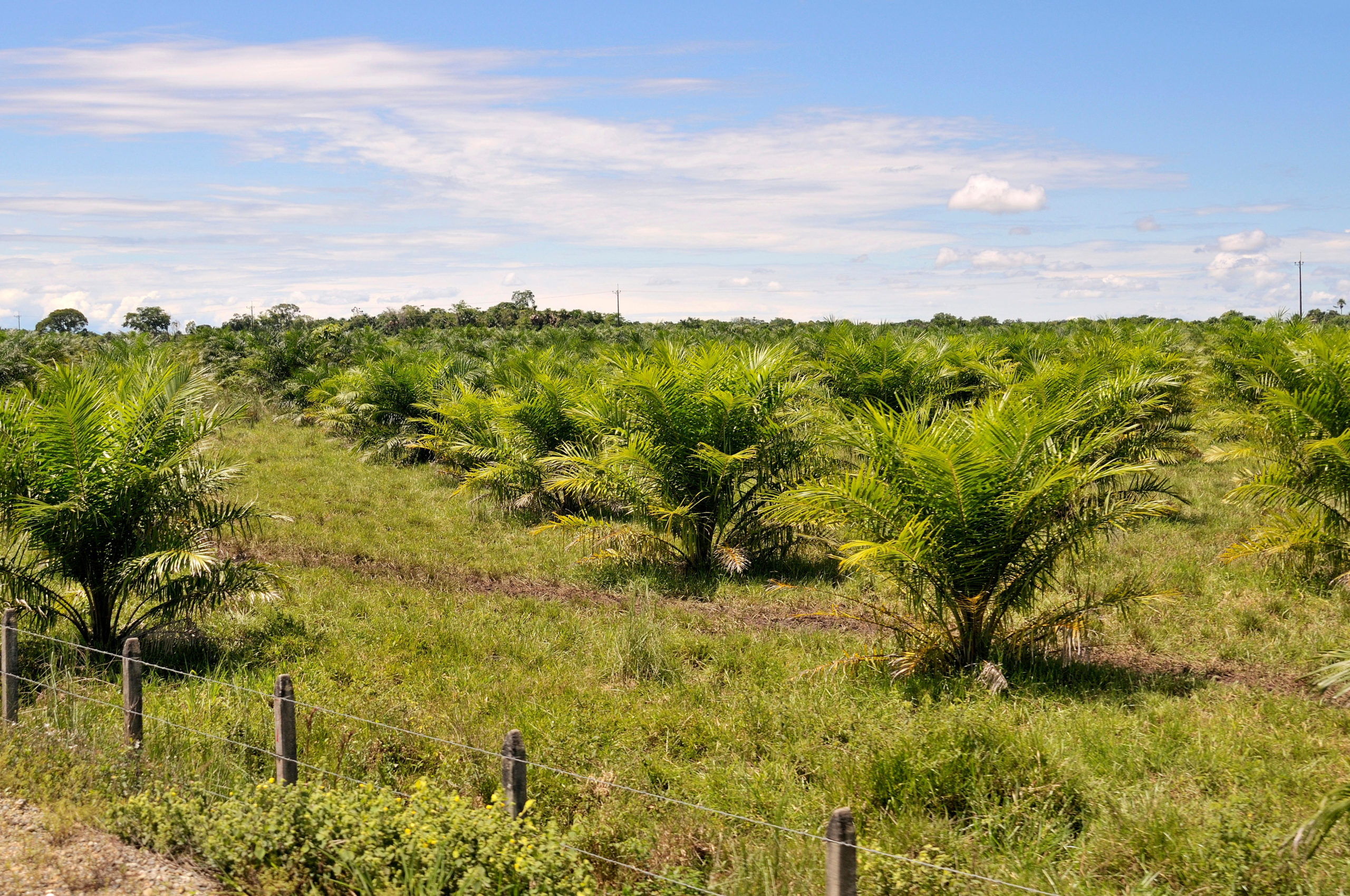 Colombia Faces Challenges To Keep Its Palm Oil Sustainable