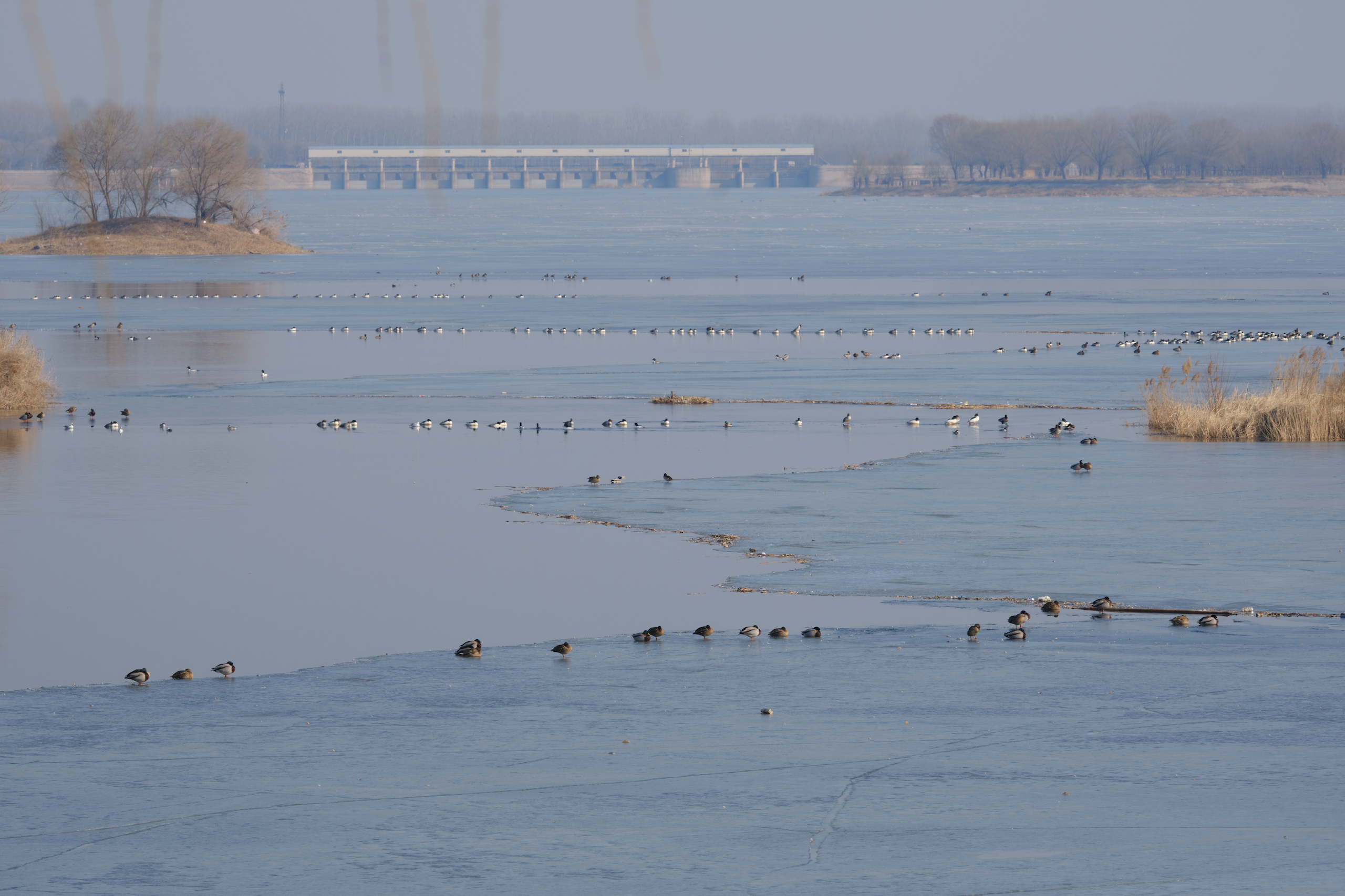 Birds at Shahe reservoir