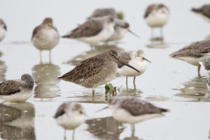 <p>An Asian dowitcher, one of many protected species supported by the wetlands at the mouth of the Linhong River in Jiangsu province (Image: Alamy)</p>