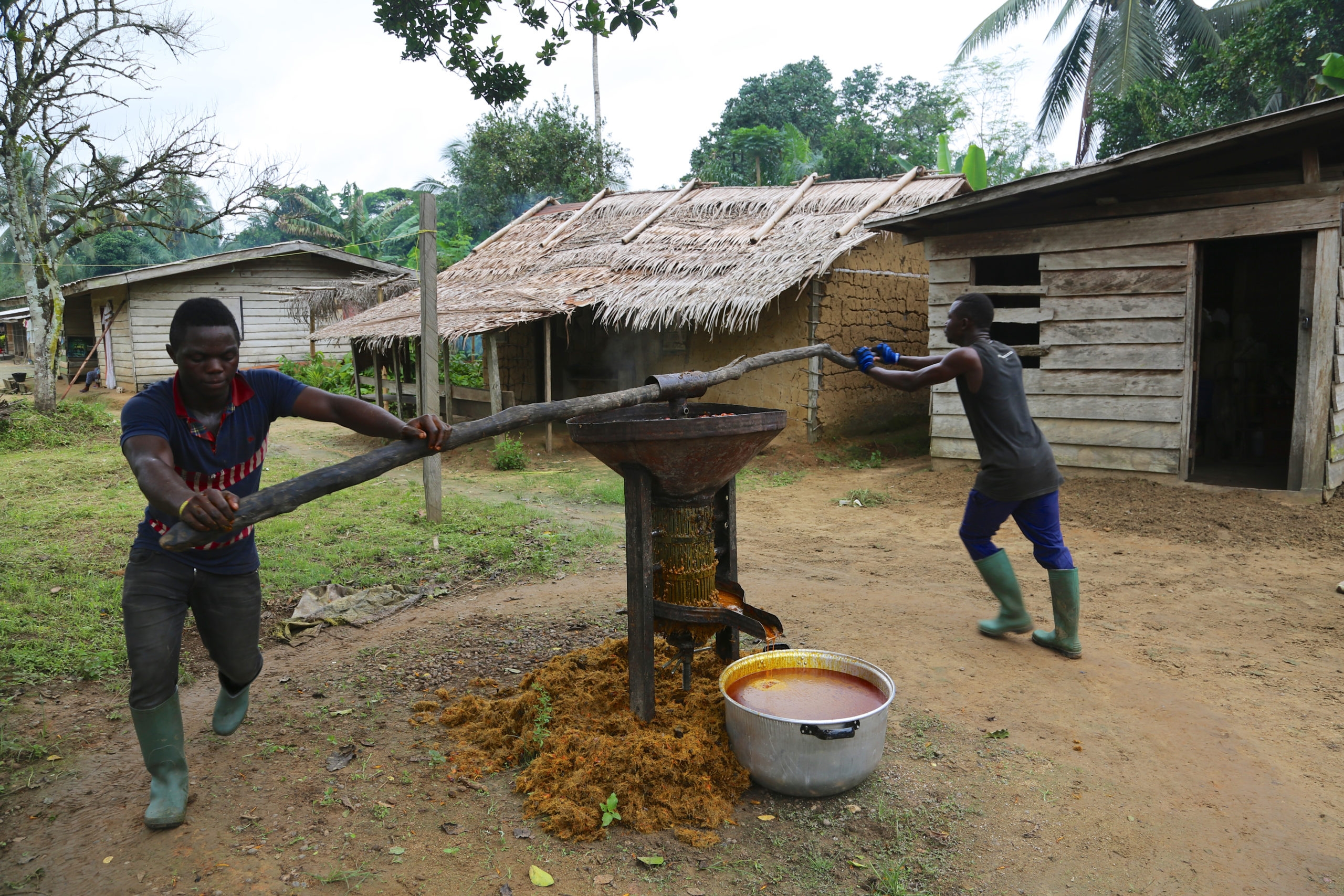 Two men traditionally processing palm fruit to extract oil in Cameroon