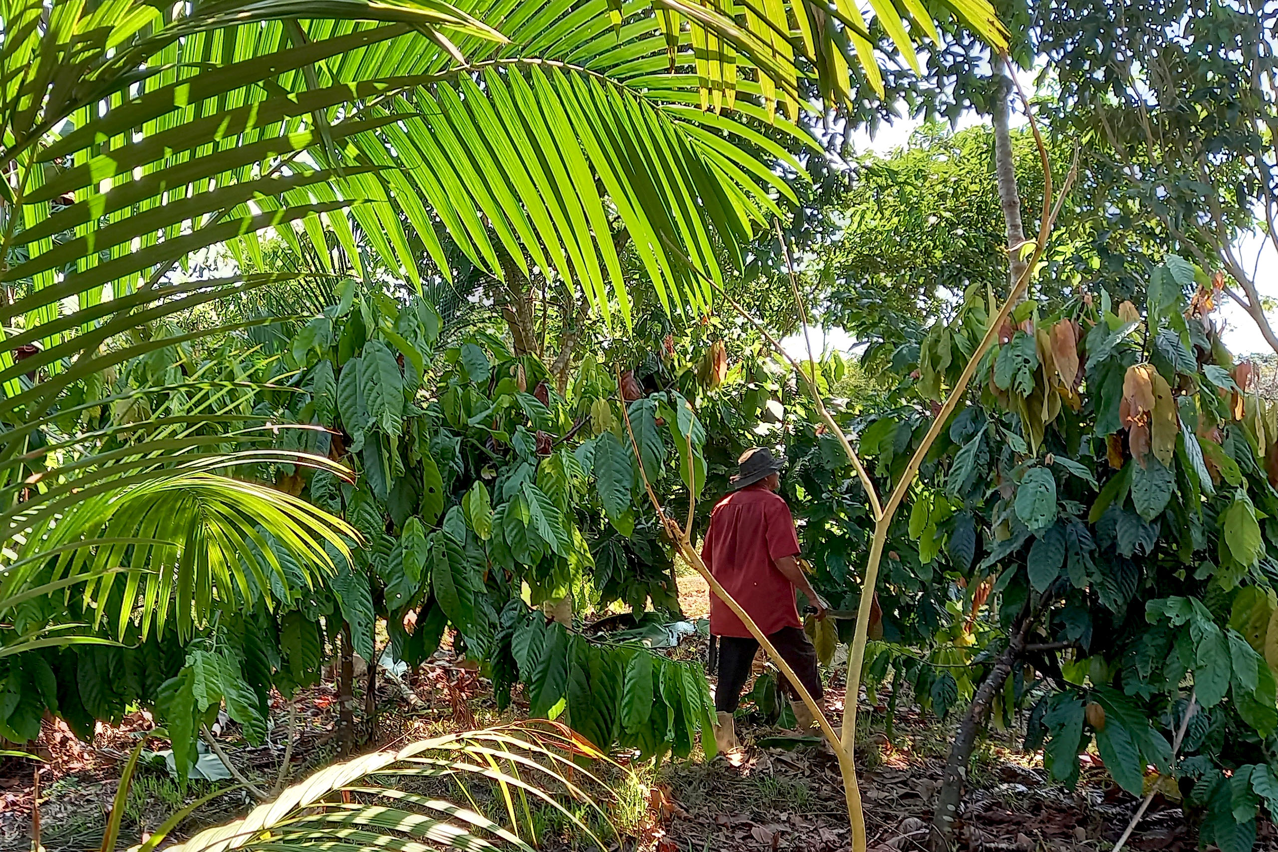 <p>A farmer walks within a regenerative agriculture project in the Brazilian Amazon. Here, oil palm is planted alongside açaí, cocoa and ingá. (Image: © Jimi Amaral/SAF Dendê via CIFOR-ICRAF Brazil)</p>“></p>



<p>A farmer walks within a regenerative agriculture project in the Brazilian Amazon. Here, oil palm is planted alongside açaí, cocoa and ingá. (Image: © Jimi Amaral/SAF Dendê via CIFOR-ICRAF Brazil)<a href=