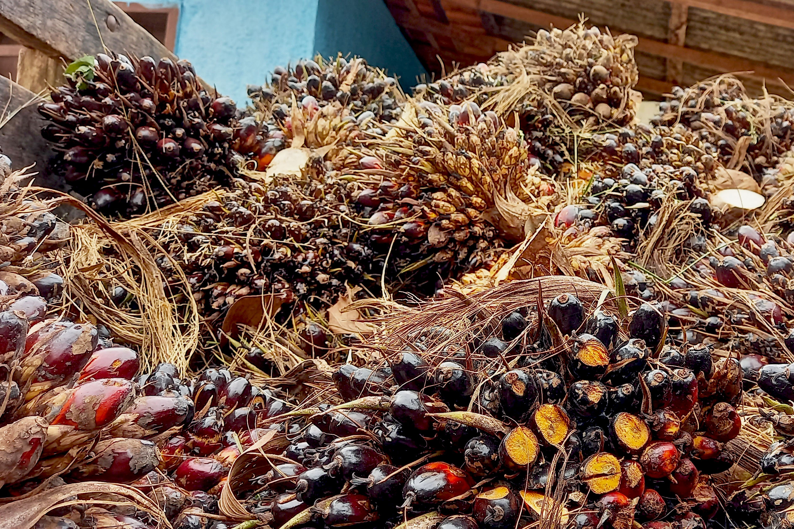 Oil palm harvested
