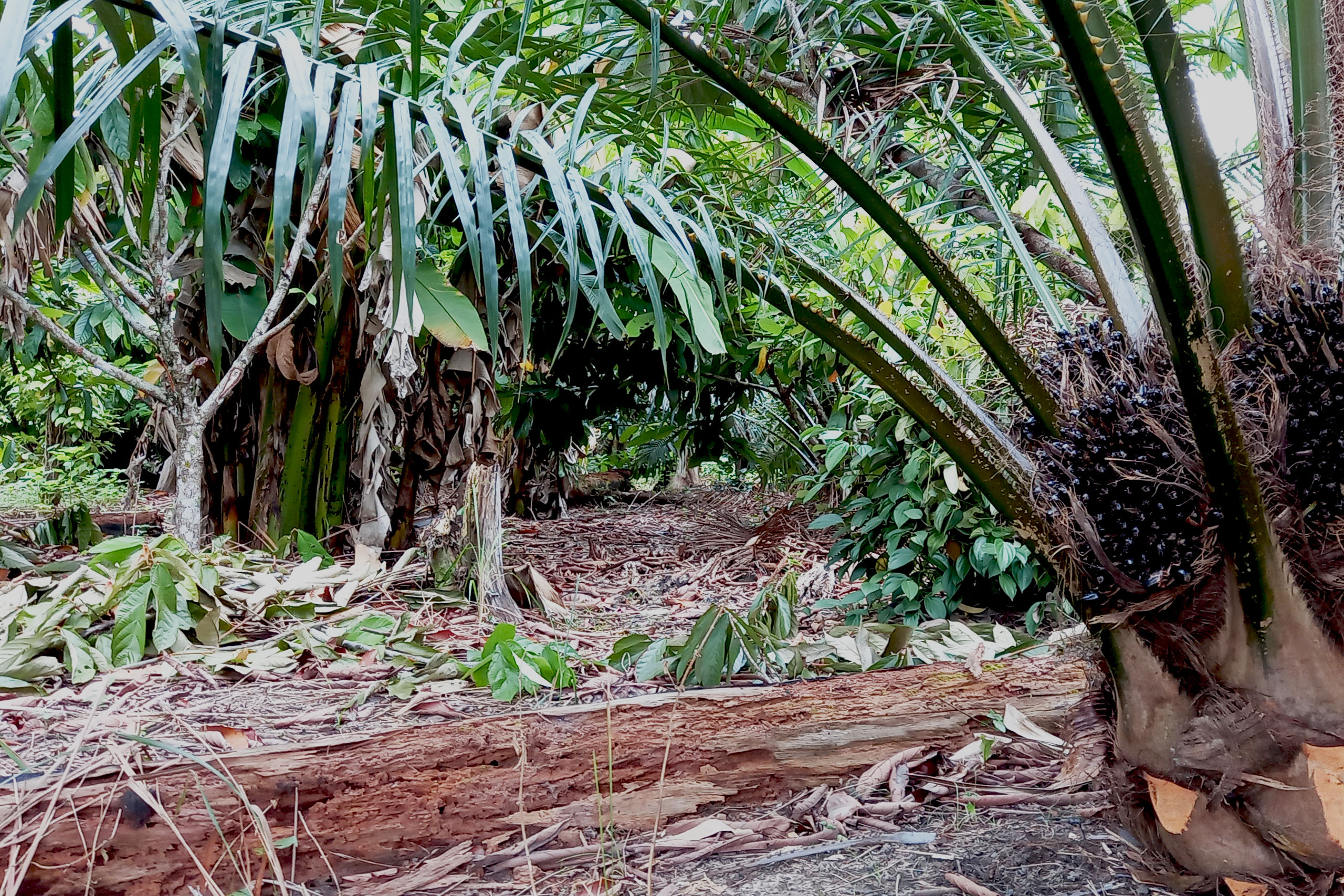 : Different species are planted alongside oil palms for the specific purpose of producing biomass and enriching the soil in Brazil.