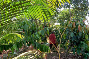A farmer walks in a regenerative palm oil project in the Brazilian Amazon.