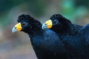 black curassow (Crax alector), Colombia