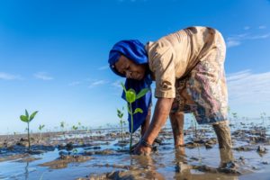 planting mangroves indonesia
