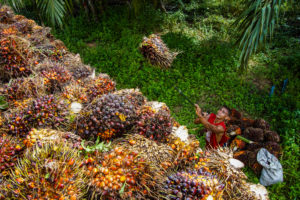 <p>印度尼西亚东加里曼丹省Muara Kaman Ulu Bina Tani合作社的一名工人正在处理要加工成棕榈油的果子。随着价格上涨，人们担心接下里小型种植户可能会以不可持续的方式加速扩张。图片来源：<a href="https://www.flickr.com/photos/cifor/49753910172/">Ricky Martin</a> / <a href="https://www.flickr.com/photos/cifor/">CIFOR</a>, <a href="https://creativecommons.org/licenses/by-nc-nd/2.0/">CC BY-NC-ND 2.0</a></p>