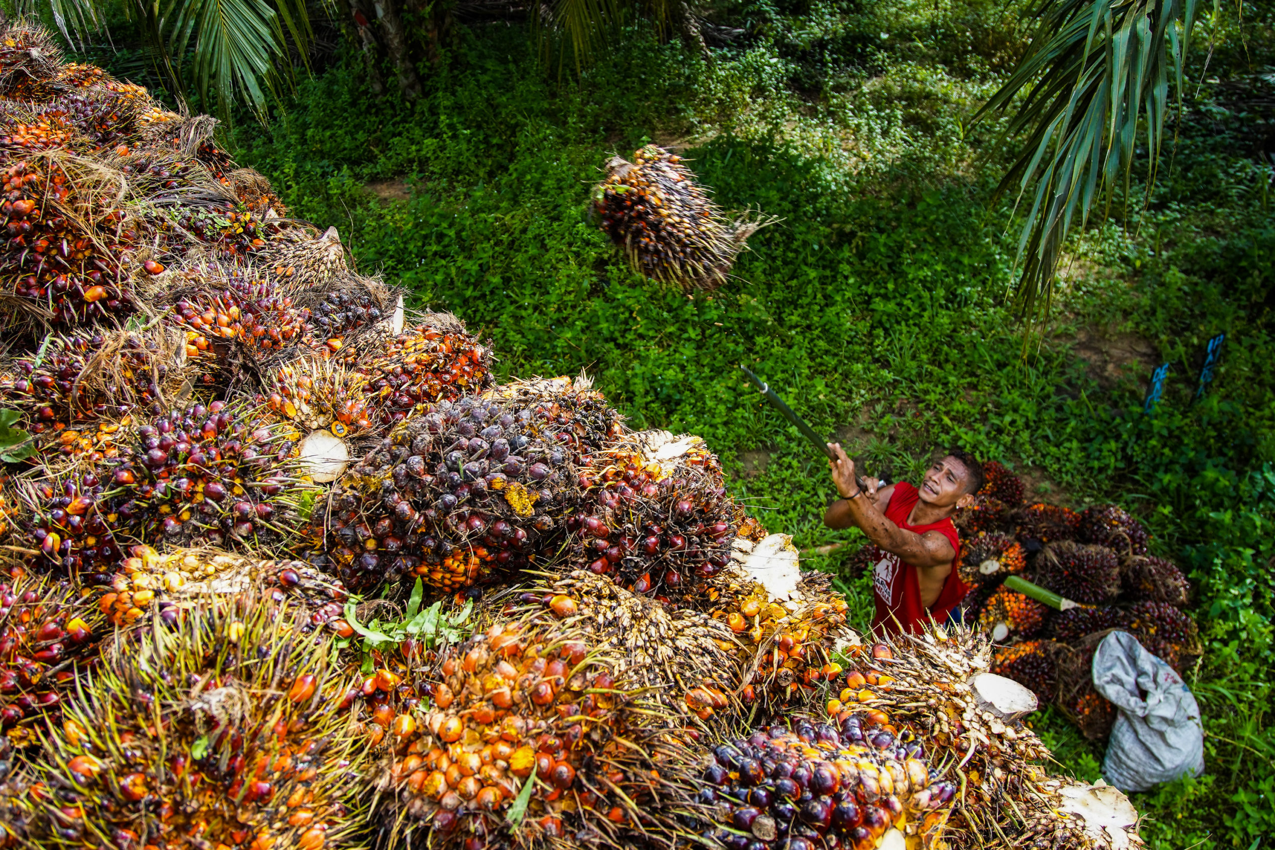 overhead view of man picking oil palm