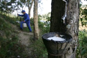 <p>海南三亚，一名工人正在从橡胶树上采集乳胶。图片来源：Andy Gao / Alamy</p>