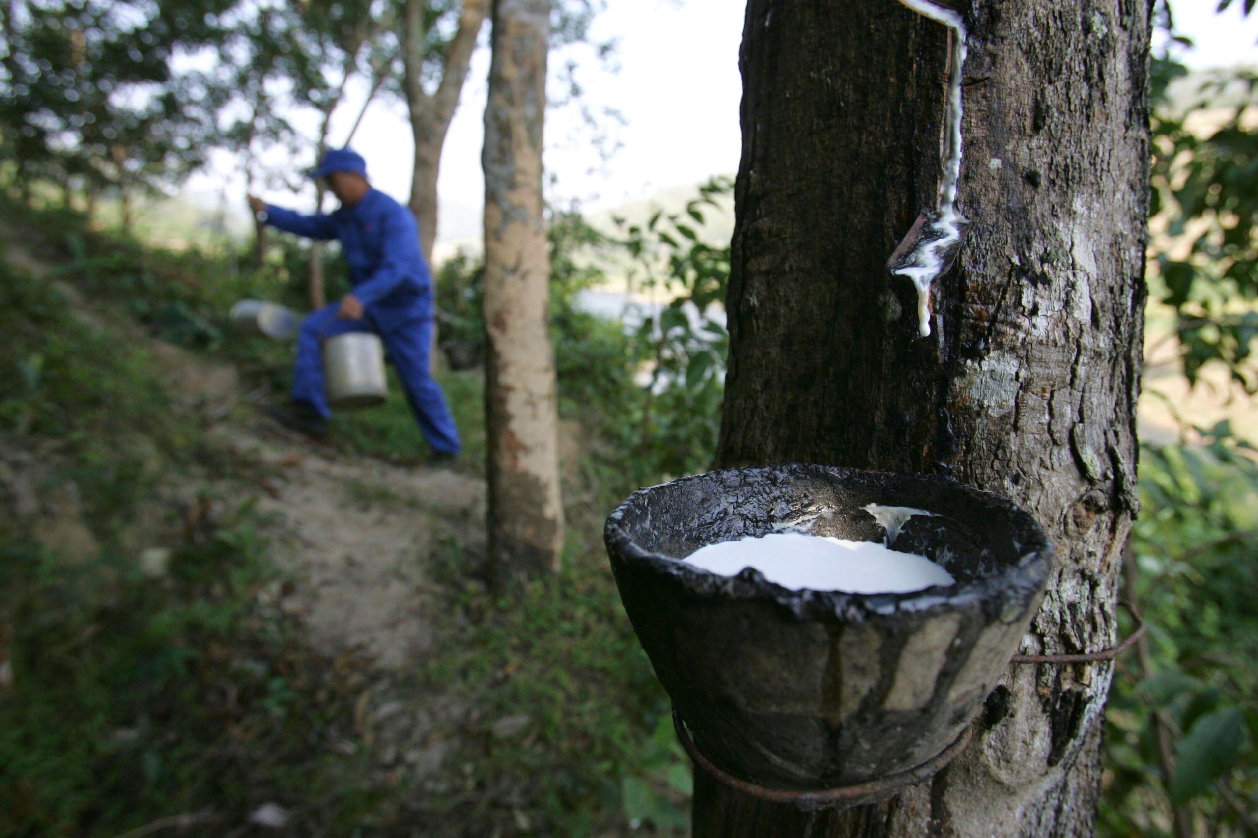 Sustainable natural rubber project in Indonesia 