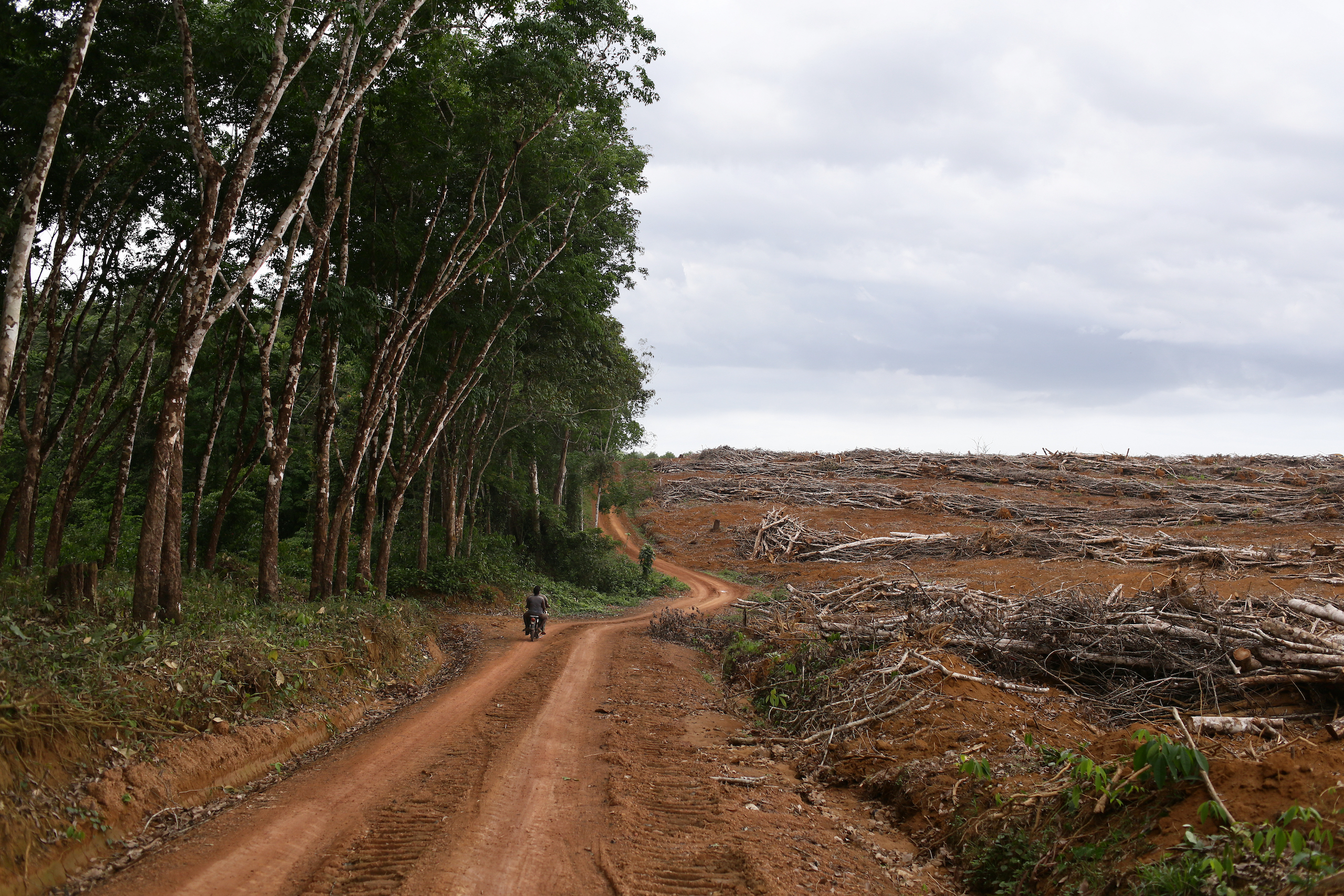 A rubber plantation in Cameroon