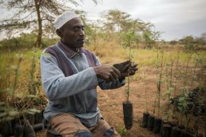 A farmer prunes seedlings in his tree nursery in Makueni County, Kenya, East Africa.