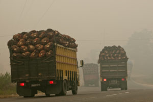 <p>Trucks loaded with oil palm fruit navigate through the smoke of peatland fires in Sumatra, Indonesia. Although illegal in the country, fires continue to be used to clear land for palm oil production. (Image © Ulet Ifansasti / Greenpeace)</p>