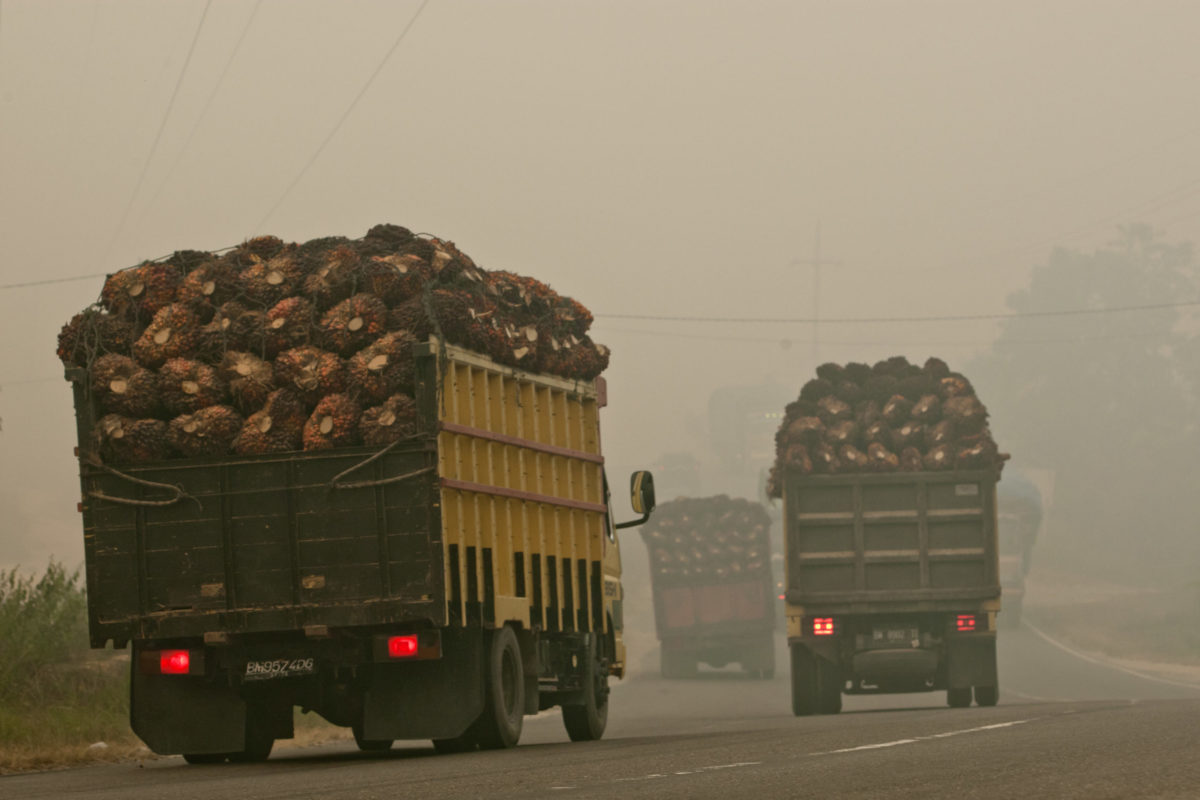 Indonesia, not the EU, needs to make its palm oil sustainable