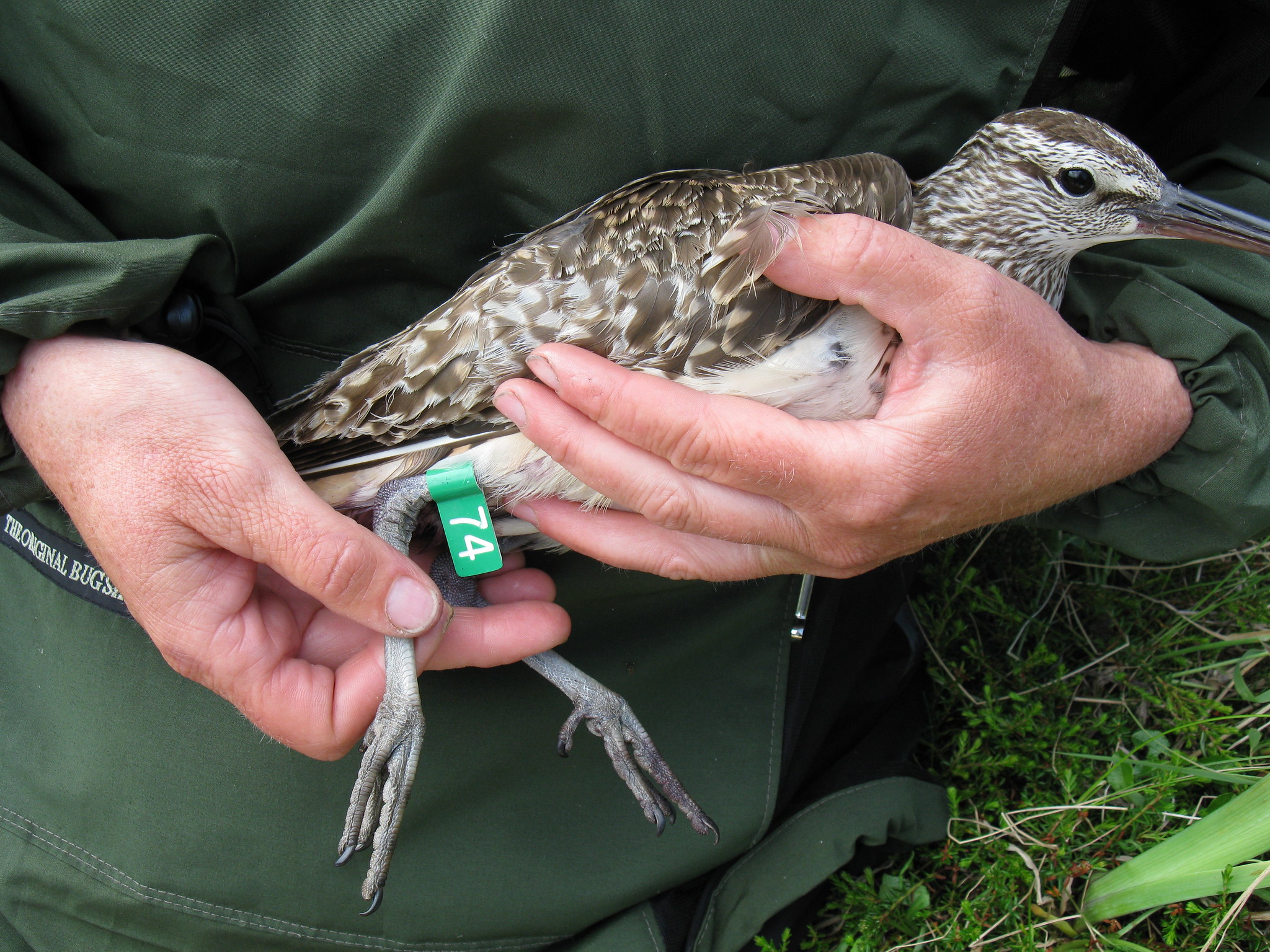 Man holding a flagged Bristle-thighed Curlew