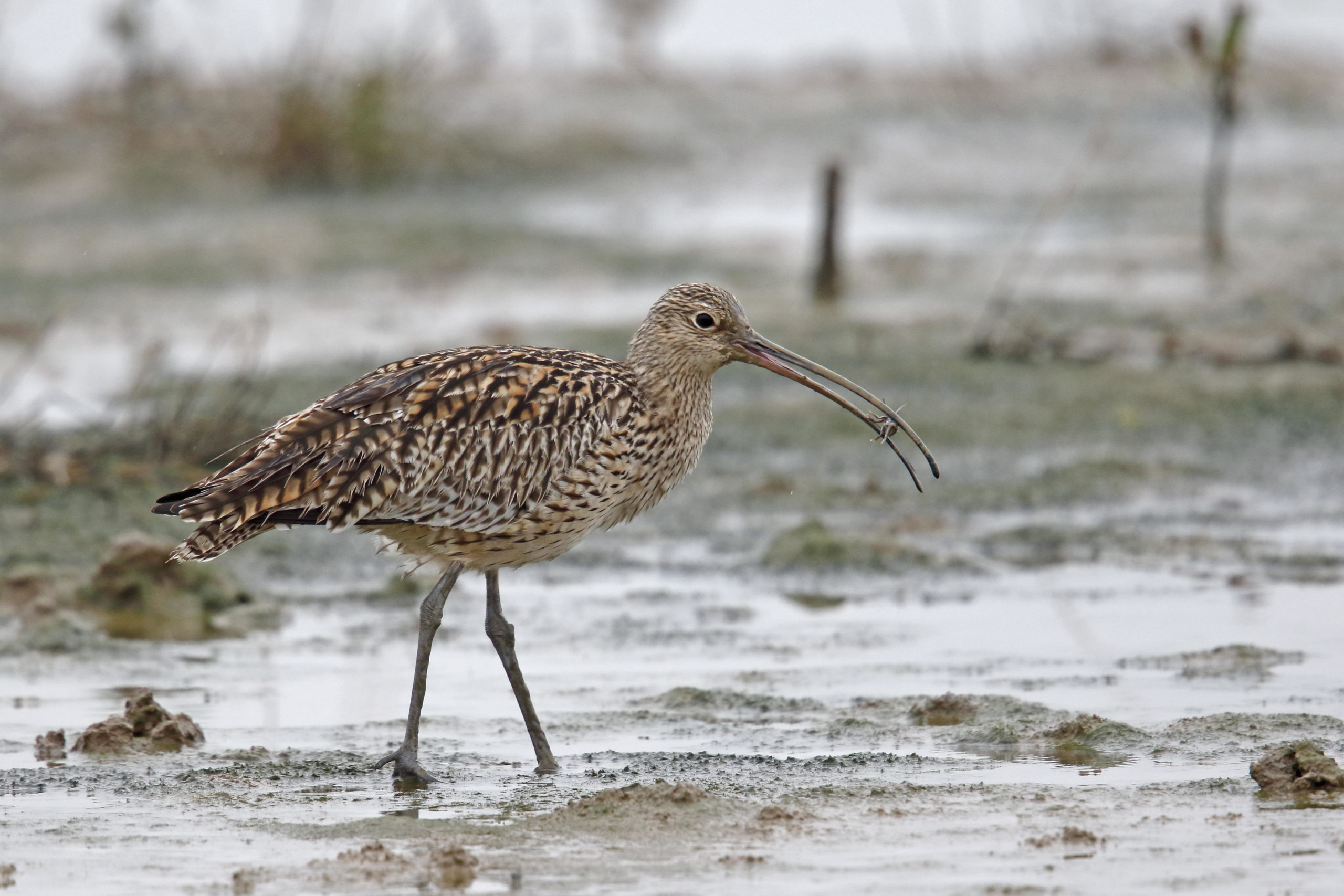 Far Eastern Curlew (Numenius madagascariensis) adult, feeding on crab prey, Mai Po Marshes Nature Reserve, Hong Kong,