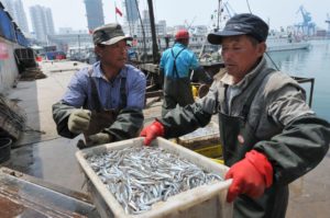 fishermen unload noodle fish xiaogang harbour,