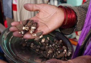 A string of morel mushrooms, collected from the forests around Koti, Himachal Pradesh