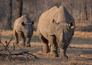 <p>Black rhinos are an ‘umbrella species’, meaning many others depend on their behaviour in the ecosystem (Image: Tom Kirkwood / Alamy)</p>