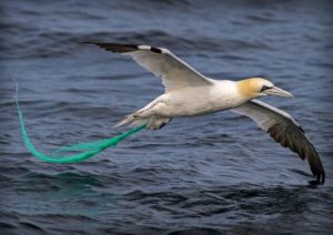 a northern gannet entangled in a green fishing net in the UK waters of the north sea