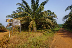 <p class="p1"><span class="s1">The </span><span class="s2">Socfin plantation in Sierra Leone’s Malen Chiefdom (Image: Saidu Bah / China Dialogue)</span></p>