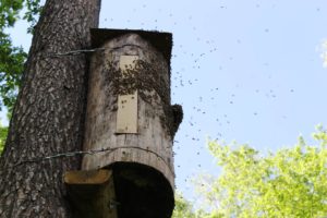 <p>A swarm of wild honeybees moves into a log hive placed up a tree in Augustów Primeval Forest, Poland. Honeybees are forest animals that evolved to nest in the cavities of mature trees. (Image: Bractwo Bartne)</p>