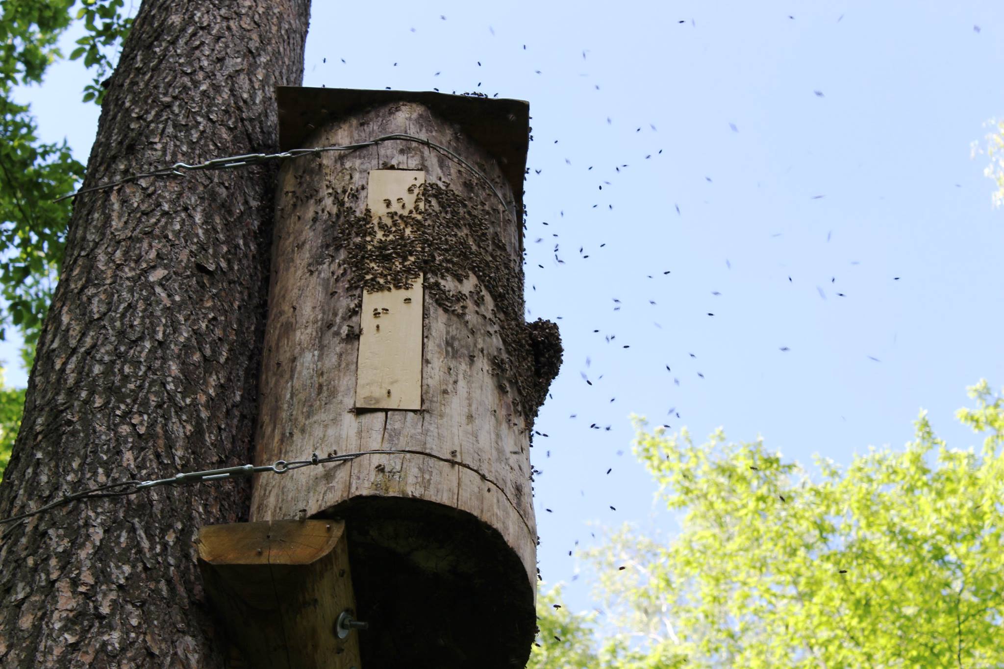 They Deserve Our Reverence Meet The Bee Centric Beekeepers China Dialogue