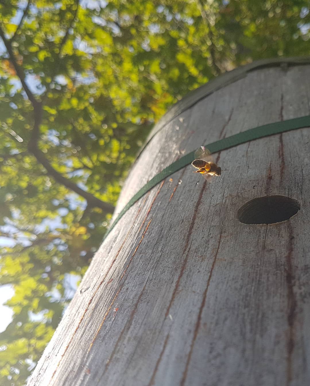 A bee laden with pollen and nectar enters a “freedom hive”. The bees have filled the cracks in the wood with propolis, a sticky resin with antibacterial properties