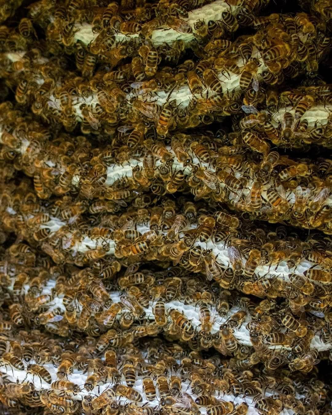 A “freedom hive”, seen here from below, is a window into the honeybees' world.