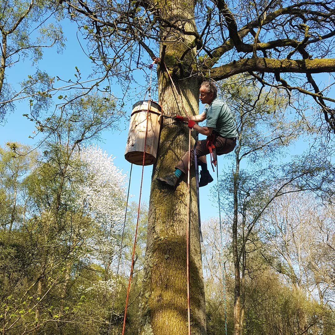 Matt Somerville fixes one of his log-based “freedom hives” to the side of a tree in April 2020.