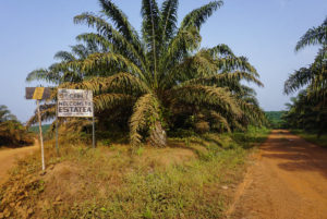The Socfin plantation in Sierra Leone’s Malen Chiefdom