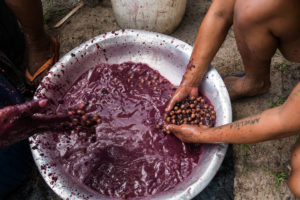 Açaí berries in a metal bowl being washed by hand - example of sustainable use of wild species