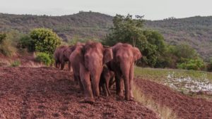 a herd of wild Asian elephants in China's Yunnan Province on an unexpected migration journey to the north