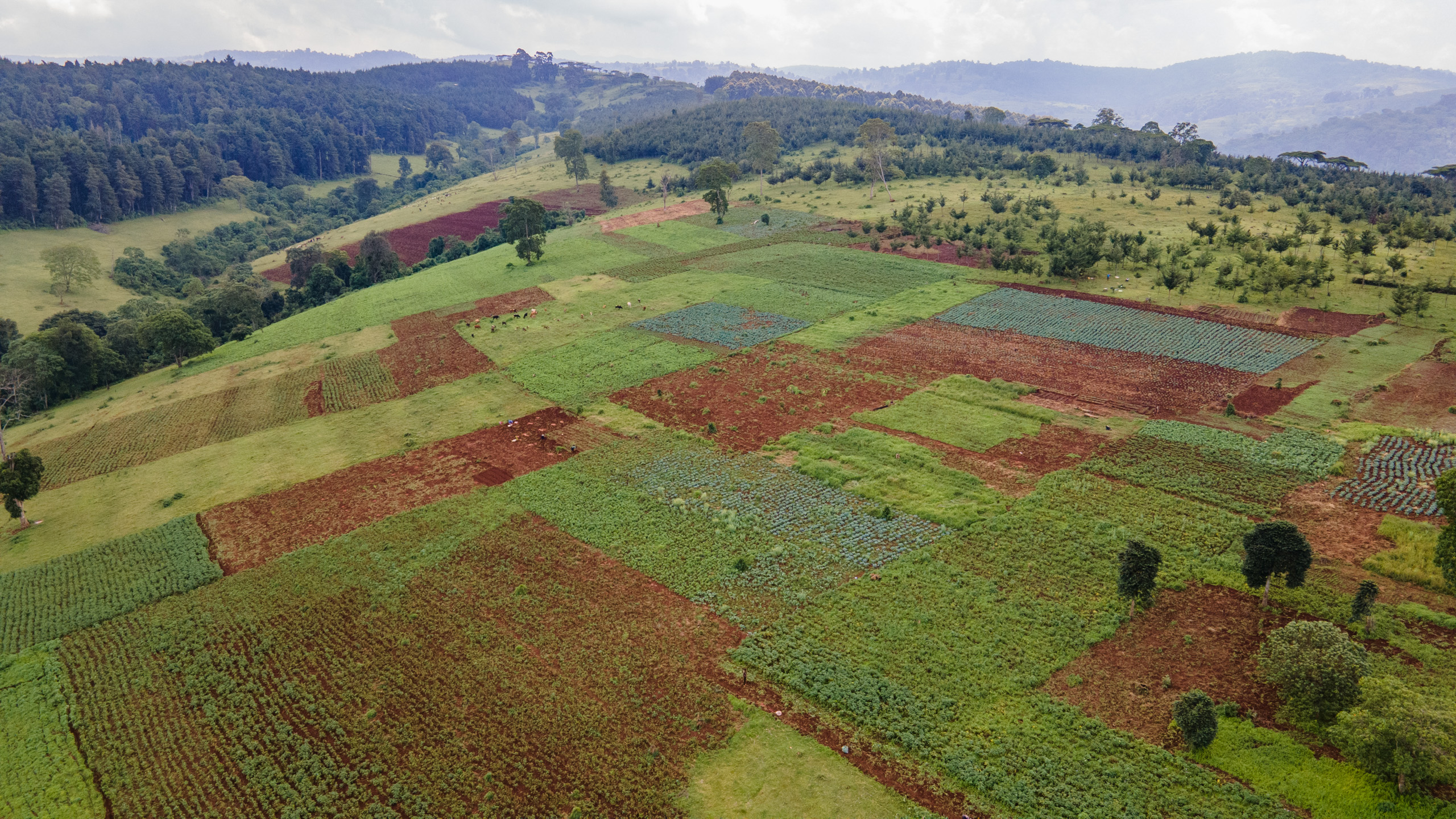 The shamba agroforestry system aims to expand both crop production and tree cover