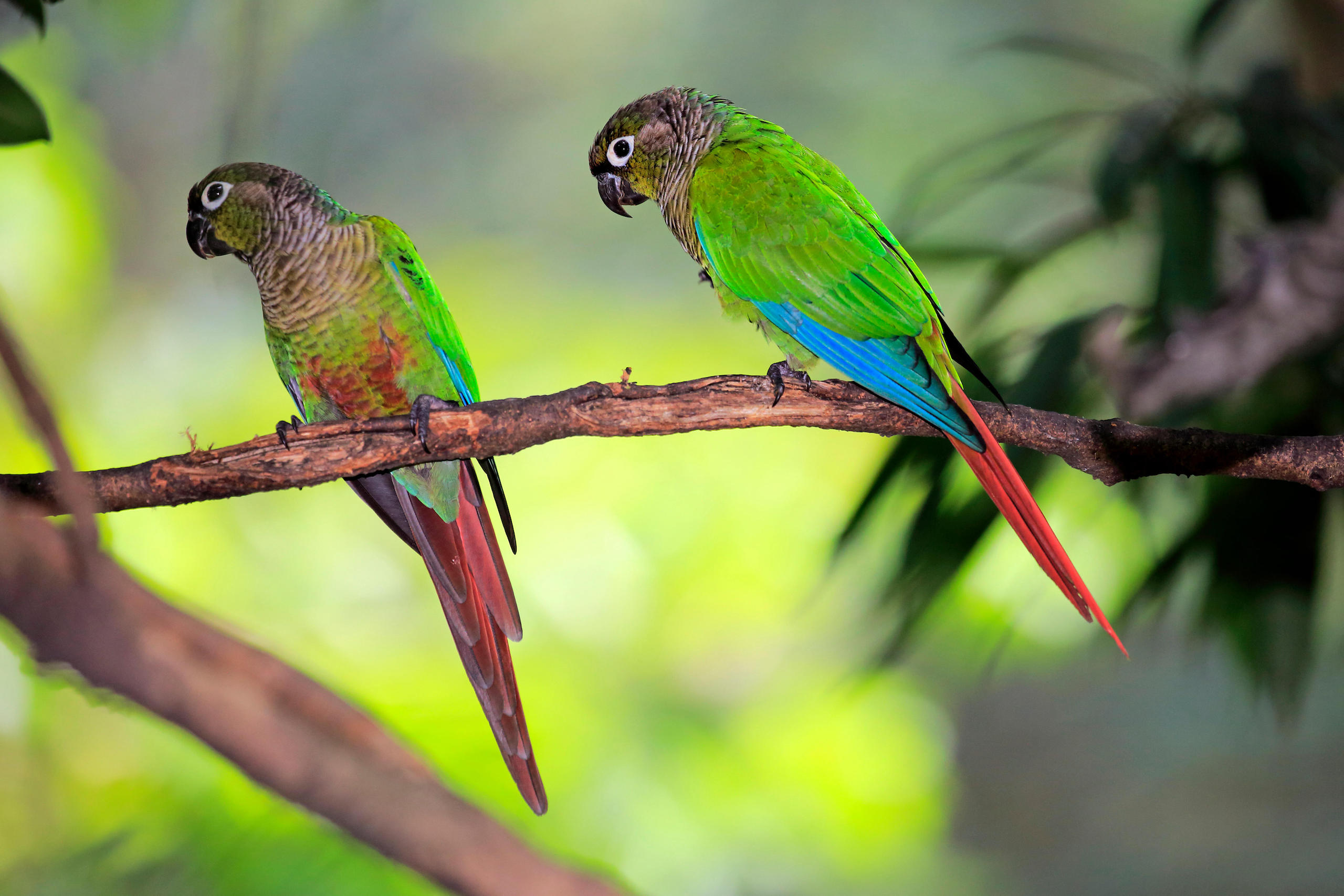 Green Cheeked Parakeet, adult couple on branch, South America, Pyrrhura molinae molinae