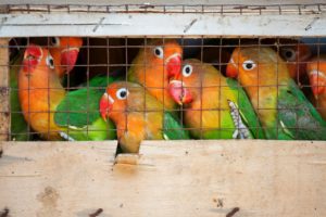 <p>The Fischer&#8217;s lovebird at a local bird market in Guilin, South China, ready for shipment to pet stores  (Image: David Davis / Alamy)</p>